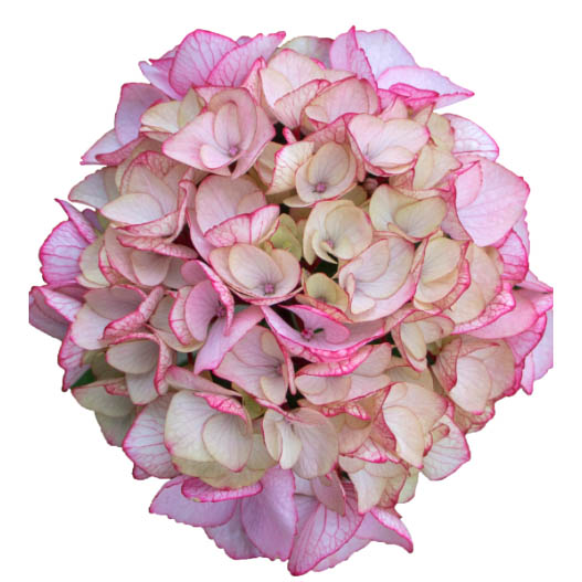 ハイドランジア スクロール シリーズ