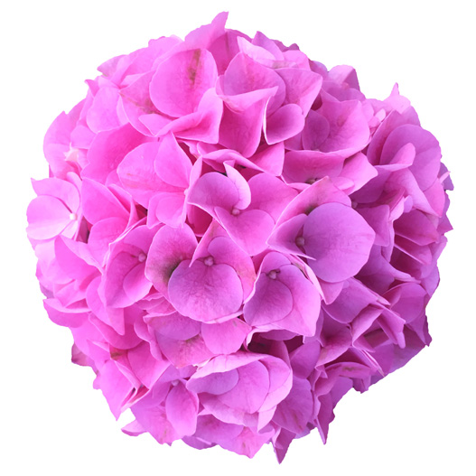 ハイドランジア スクロール シリーズ