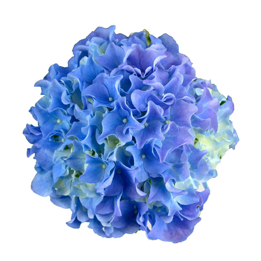 ハイドランジア スクロール シリーズ