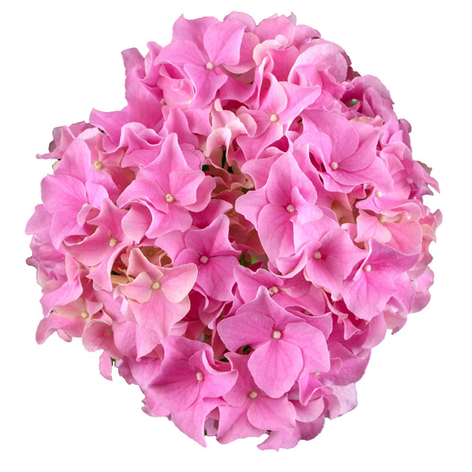 ハイドランジア スクロール シリーズ