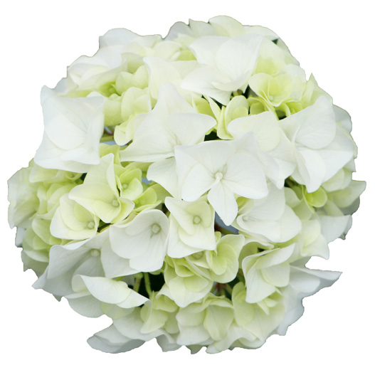 ハイドランジア スクロール シリーズ