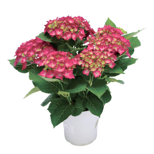 ハイドランジア スクロール シリーズ