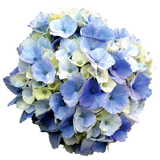 ハイドランジア スクロール シリーズ