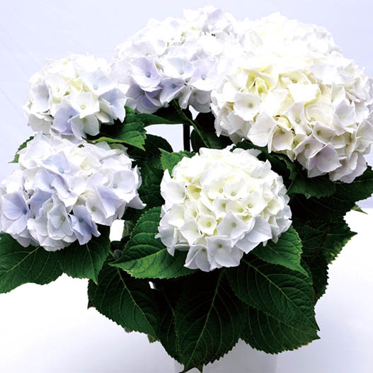 ハイドランジア スクロール シリーズ