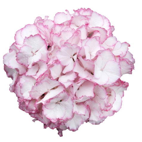 ハイドランジア スクロール シリーズ