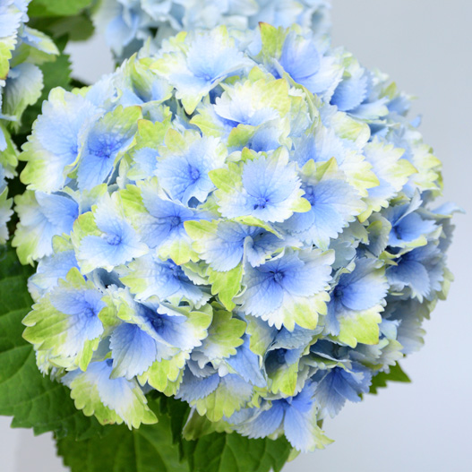 ハイドランジア スクロール シリーズ