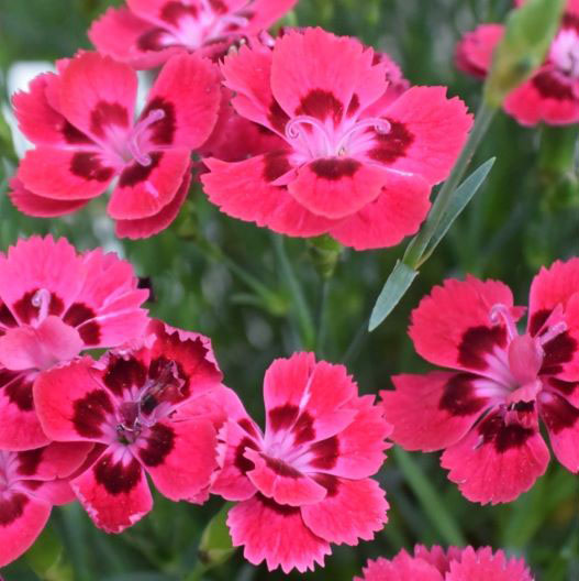 ダイアンサス　フルーリアムール 