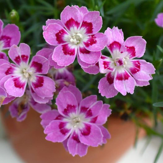 ダイアンサス　フルーリアムール 