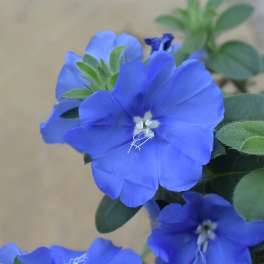 エボルブルス　ブルーラグーン 