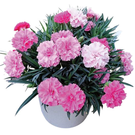 カーネーション アイラブユー