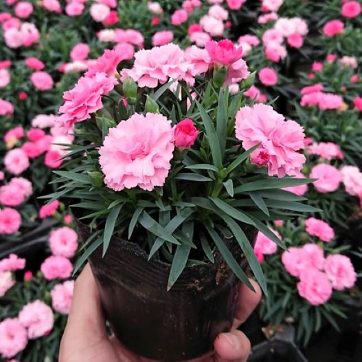 カーネーション アイラブユー