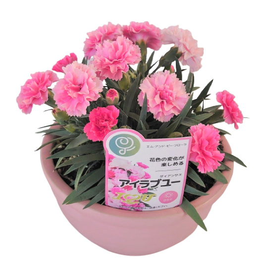 カーネーション アイラブユー