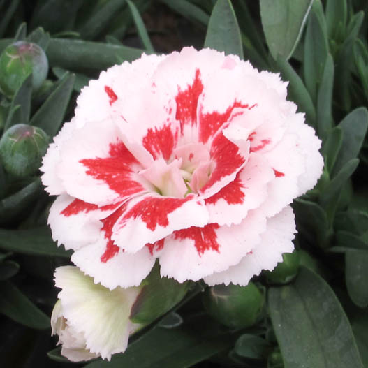 カーネーション　オスカー シリーズ 