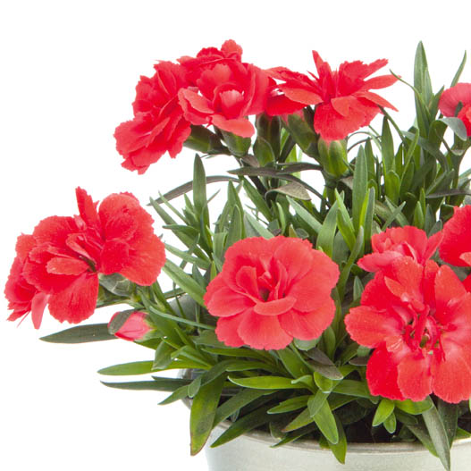 カーネーション　オスカー シリーズ 