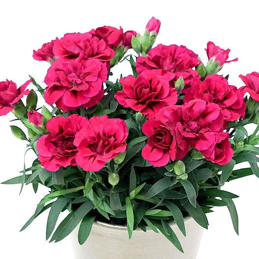 カーネーション　オスカー シリーズ 