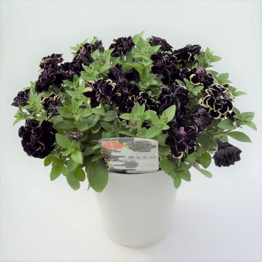 ペチュニア 万葉の美　華みやび 