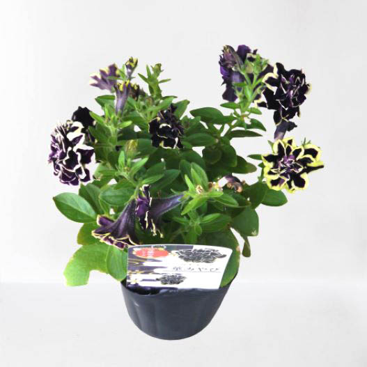 ペチュニア 万葉の美　華みやび 