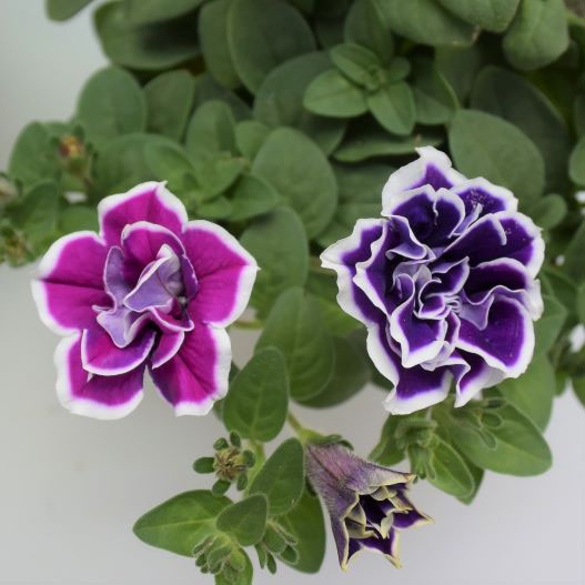 ペチュニア 万葉の美　さらさ 