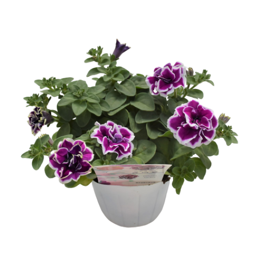 ペチュニア 万葉の美　さらさ 