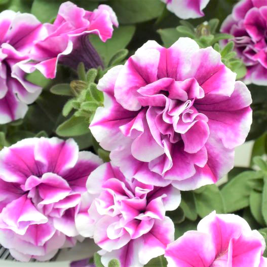 ペチュニア 万葉の美　桃ふたえ 