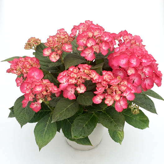 ハイドランジア　創作あじさい シリーズ 