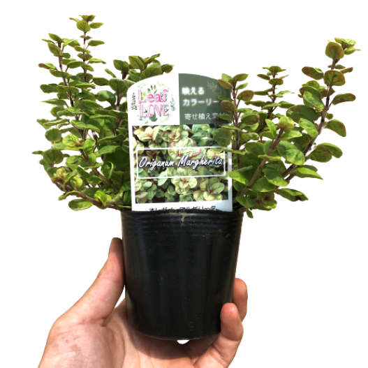 オレガノ(オレガナム) マルゲリータ