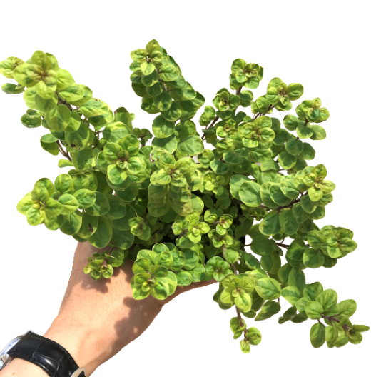 オレガノ(オレガナム) マルゲリータ