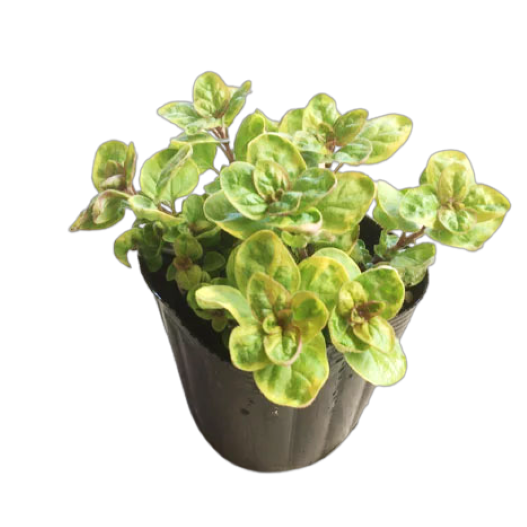 オレガノ(オレガナム) マルゲリータ