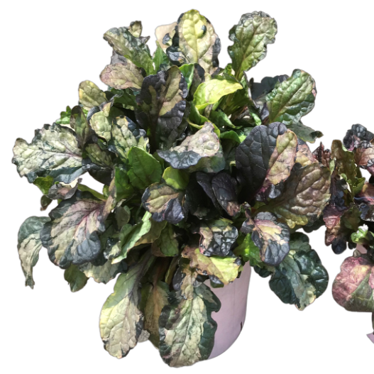 アジュガ　ラテアート 