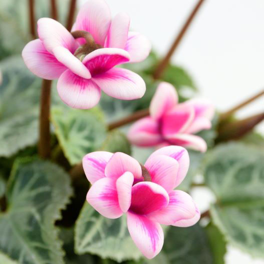 シクラメン　フェアリーピコ 極小輪ダブルバイカラー 