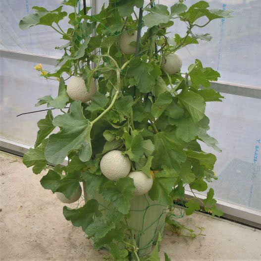 メロン F1 メロリーナ