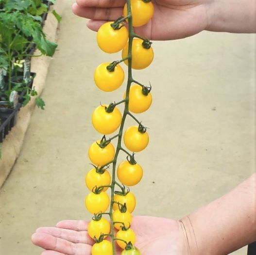 ミニトマト　ドルチェ イエロー 単為結果性