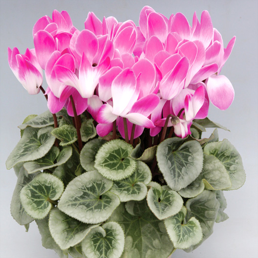 シクラメン キアンティ シリーズ 大輪系品種