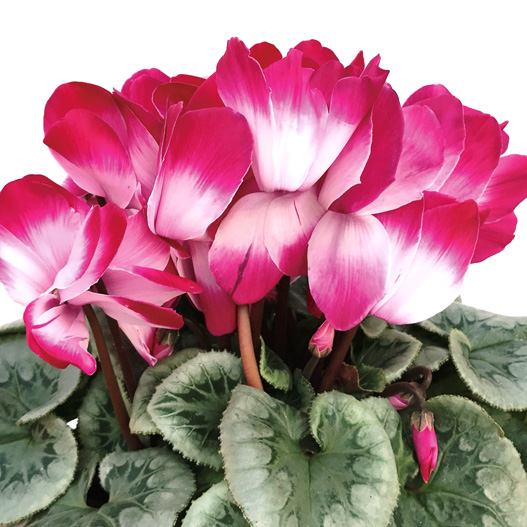 シクラメン キアンティ シリーズ 大輪系品種