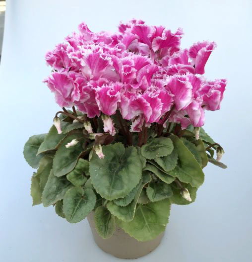 シクラメン　カベルネ シリーズ 中輪系品種