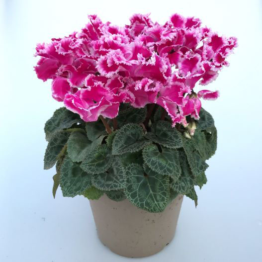 シクラメン　カベルネ シリーズ 中輪系品種