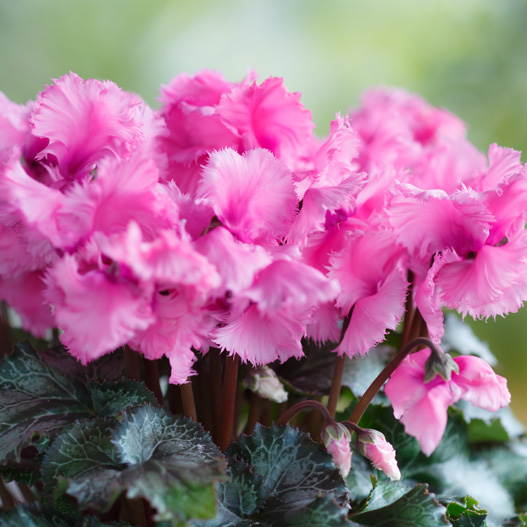 シクラメン 大栄　スワン シリーズ 中輪系品種