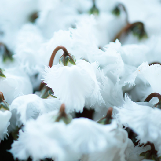 シクラメン 大栄　スワン シリーズ 中輪系品種