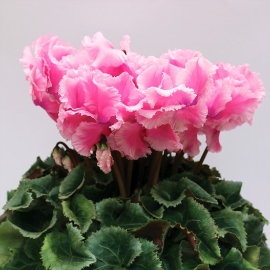 シクラメン F1　ルチア シリーズ 中大輪系品種