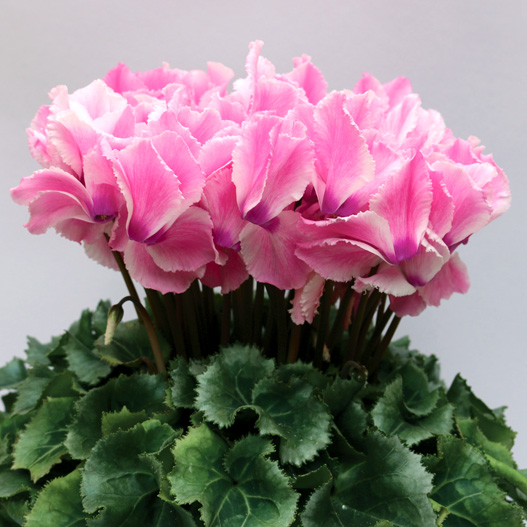 シクラメン F1　ルチア シリーズ 中大輪系品種