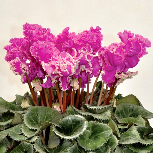 シクラメン　レーシィーフリル シリーズ 大輪系品種