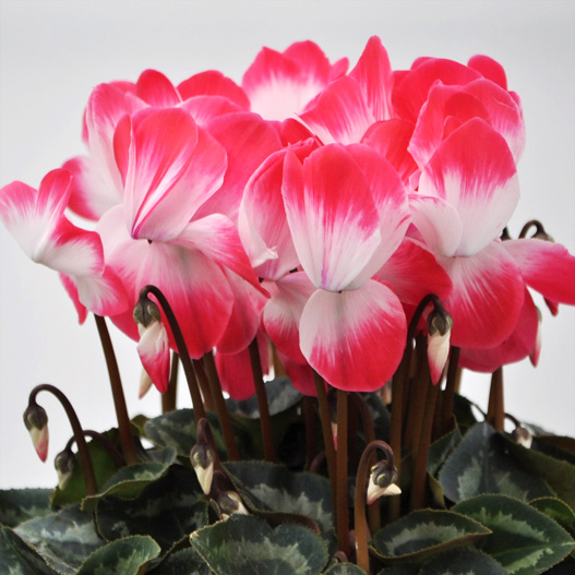 シクラメン　ラパン シリーズ 大輪系品種