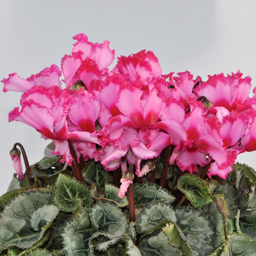 シクラメン　イッセイ ビクトリア シリーズ 大輪系品種