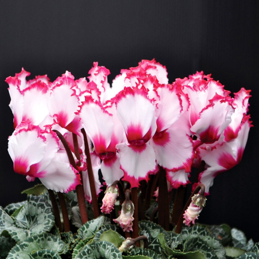 シクラメン　イッセイ ビクトリア シリーズ 大輪系品種