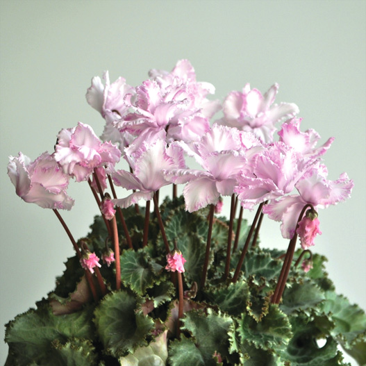 シクラメン フェアリーピコ ミディダブルフリンジ シリーズ 小中輪系品種