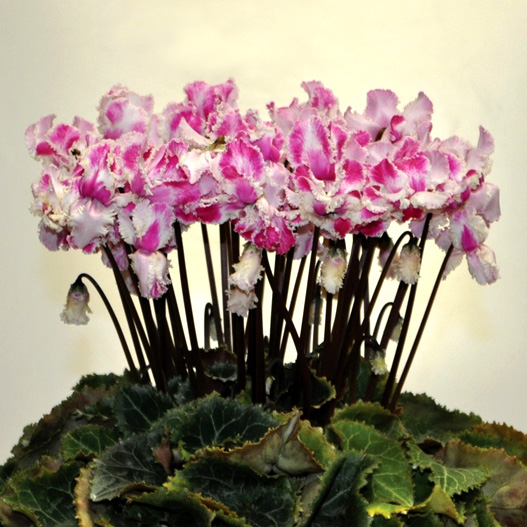 シクラメン フェアリーピコ ミディダブルフリンジ シリーズ 小中輪系品種