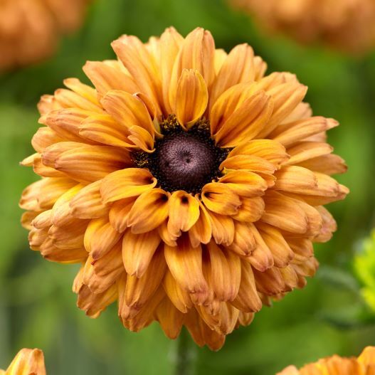 ルドベキア　アーバンサファリ 