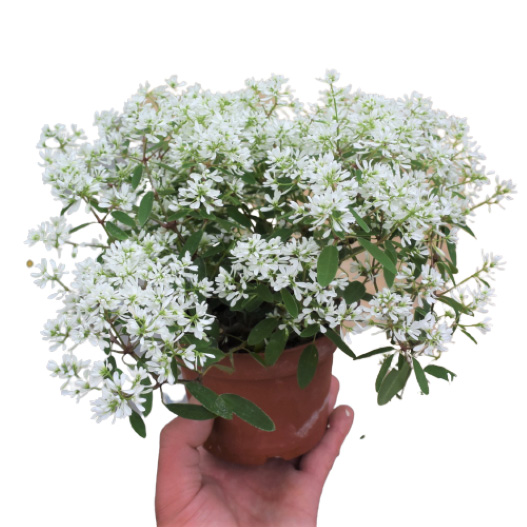 ユーフォルビア　ダイアモンドスター 