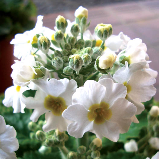 プリムラ マラコイデス　古都さくら シリーズ 