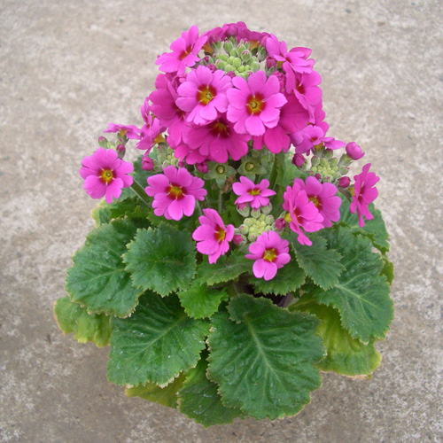 プリムラ マラコイデス　キューティー シリーズ 